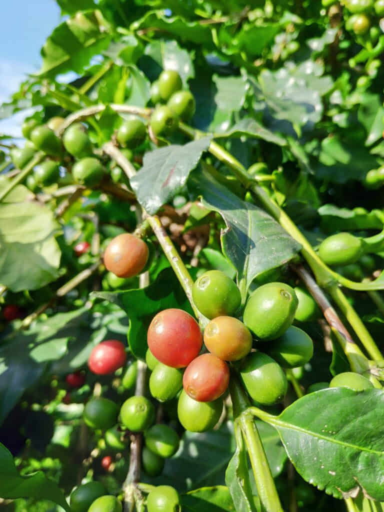 Vì sao Hướng Phùng phù hợp để phát triển cà phê Arabica? 1 Vì sao Hướng Phùng phù hợp để phát triển cà phê Arabica? - ảnh minh họa 2