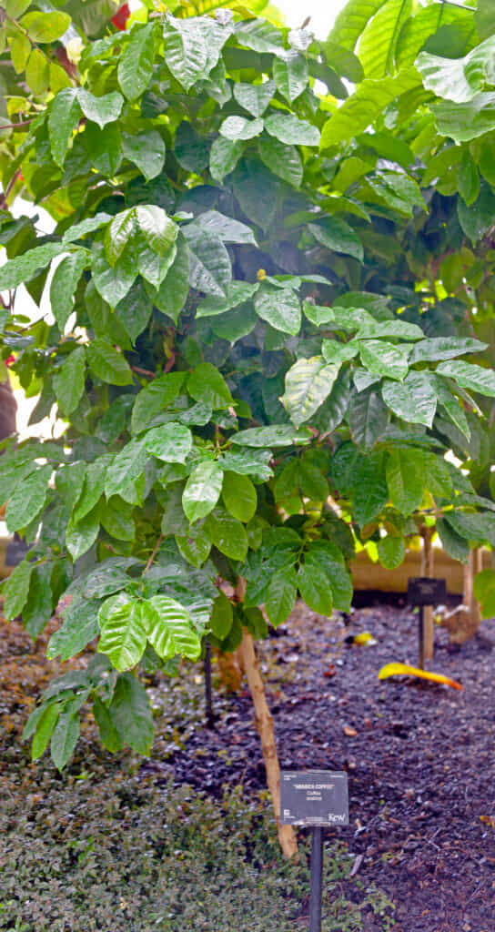 Vì sao Hướng Phùng phù hợp để phát triển cà phê Arabica? 2 Vì sao Hướng Phùng phù hợp để phát triển cà phê Arabica? - ảnh minh họa 3