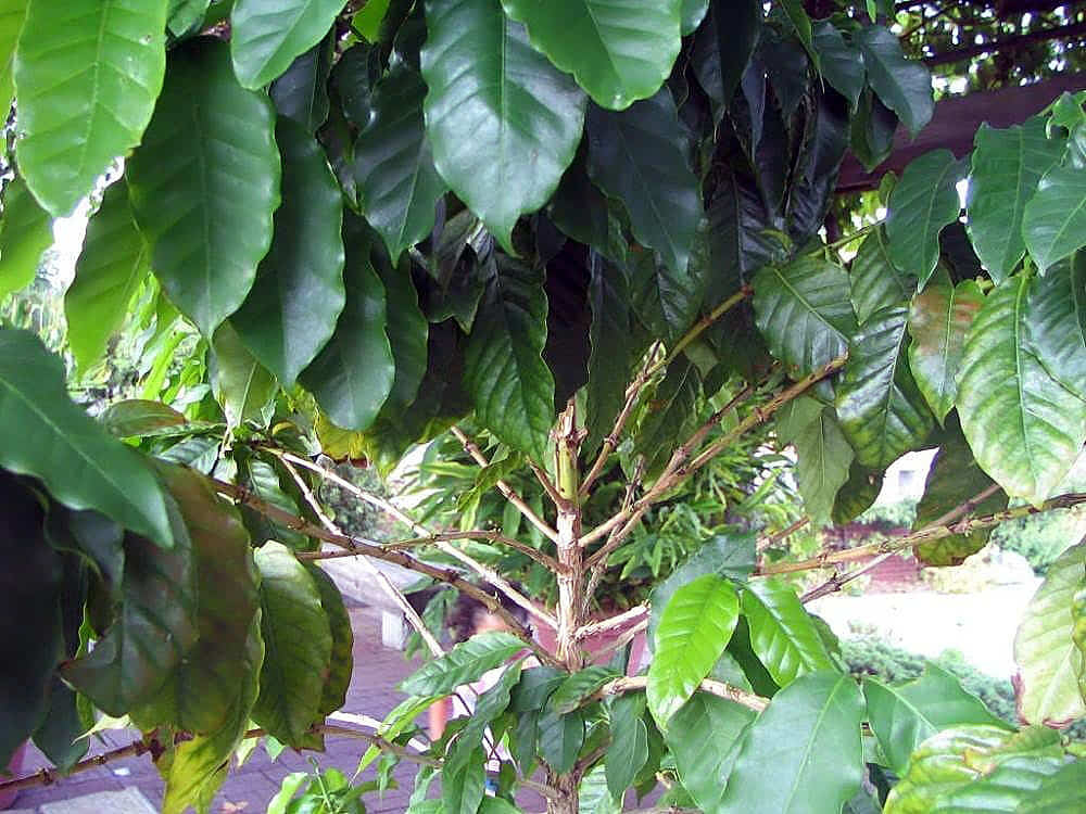 Vì sao Hướng Phùng phù hợp để phát triển cà phê Arabica? 4 Vì sao Hướng Phùng phù hợp để phát triển cà phê Arabica? - ảnh minh họa 5