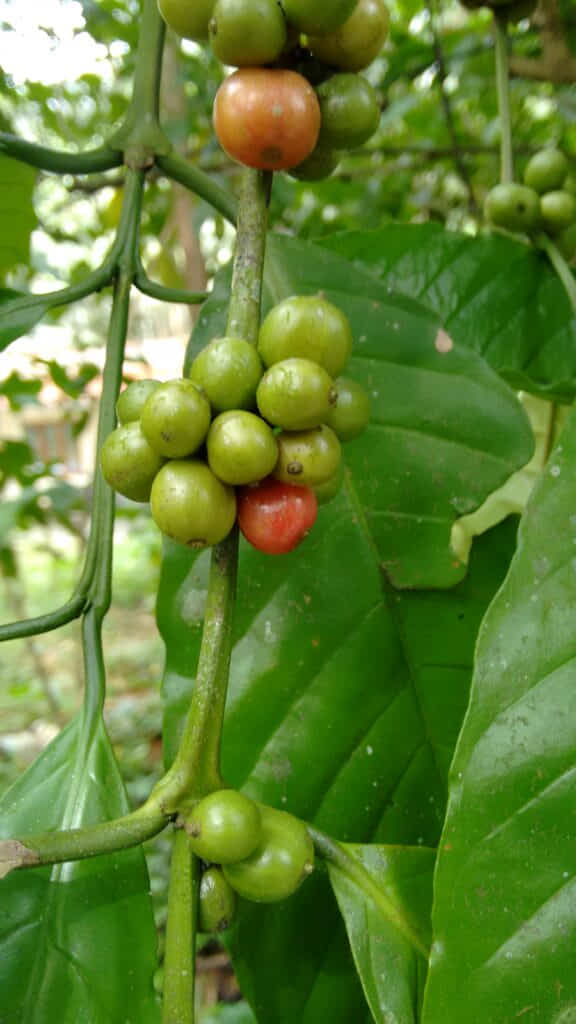 Từ nông hộ đến thương hiệu: hành trình xây dựng cà phê Hướng Phùng - ảnh minh họa 2