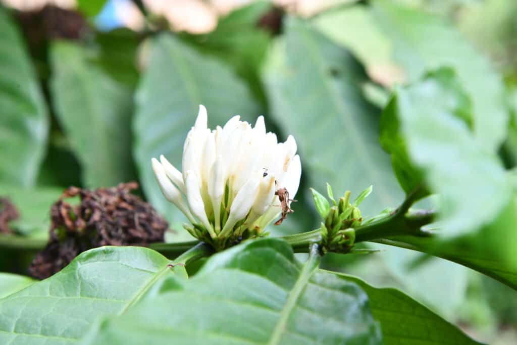 Mùa hoa cà phê Hướng Phùng: vẻ đẹp trắng muốt giữa núi rừng 4 Mùa hoa cà phê Hướng Phùng: vẻ đẹp trắng muốt giữa núi rừng - ảnh minh họa 5
