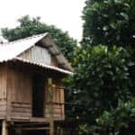 bru van kieu 1