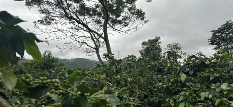 Công ty TNHH Cà phê TaKon – Khe Sanh