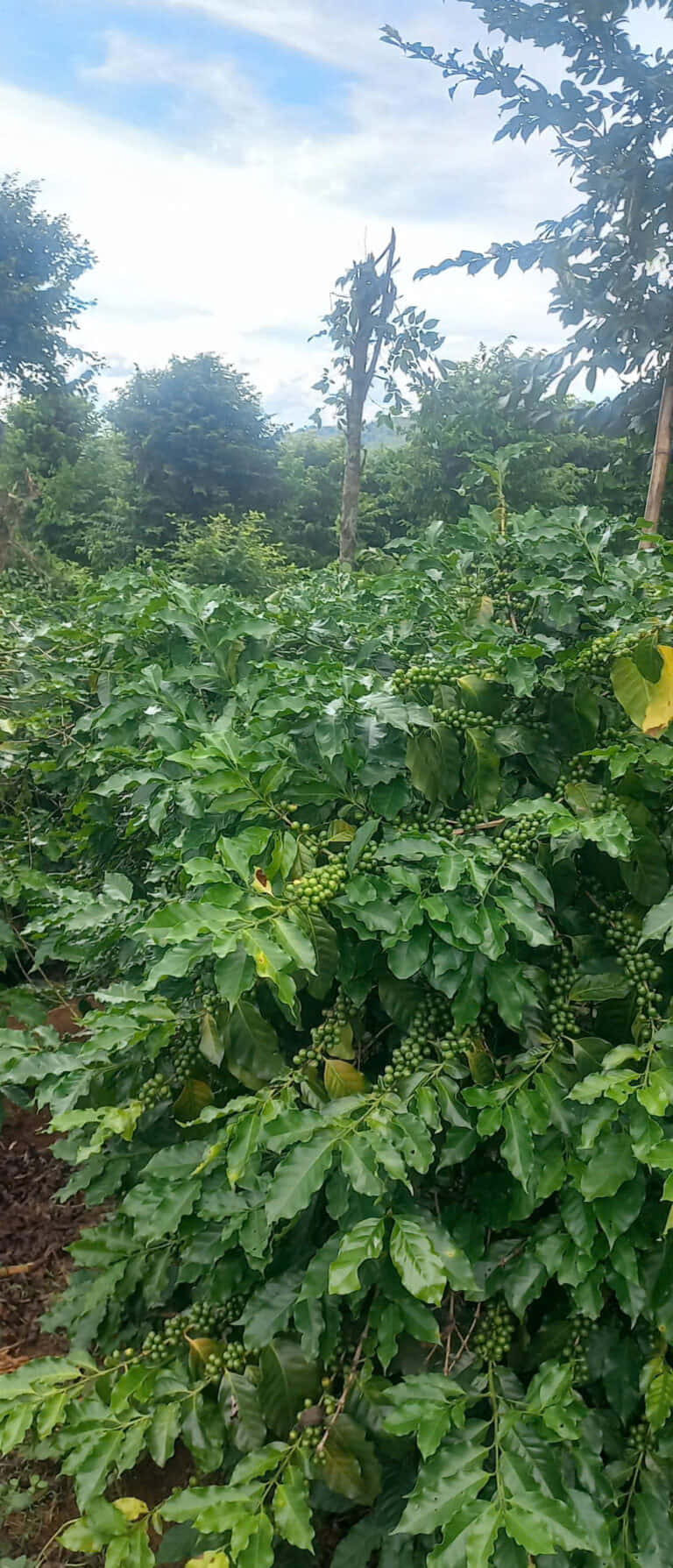 Nông trại Mơ Kham Coffee
