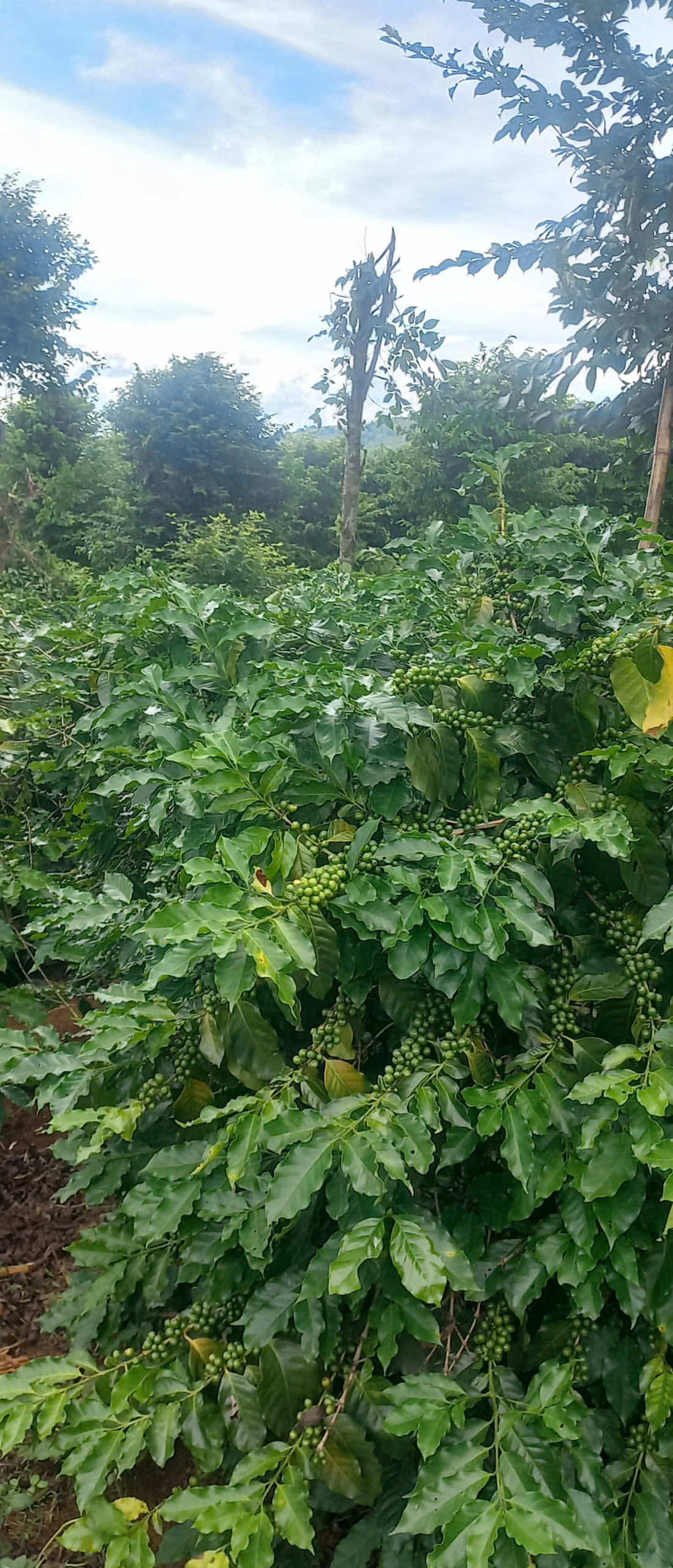 mo kham coffee 1