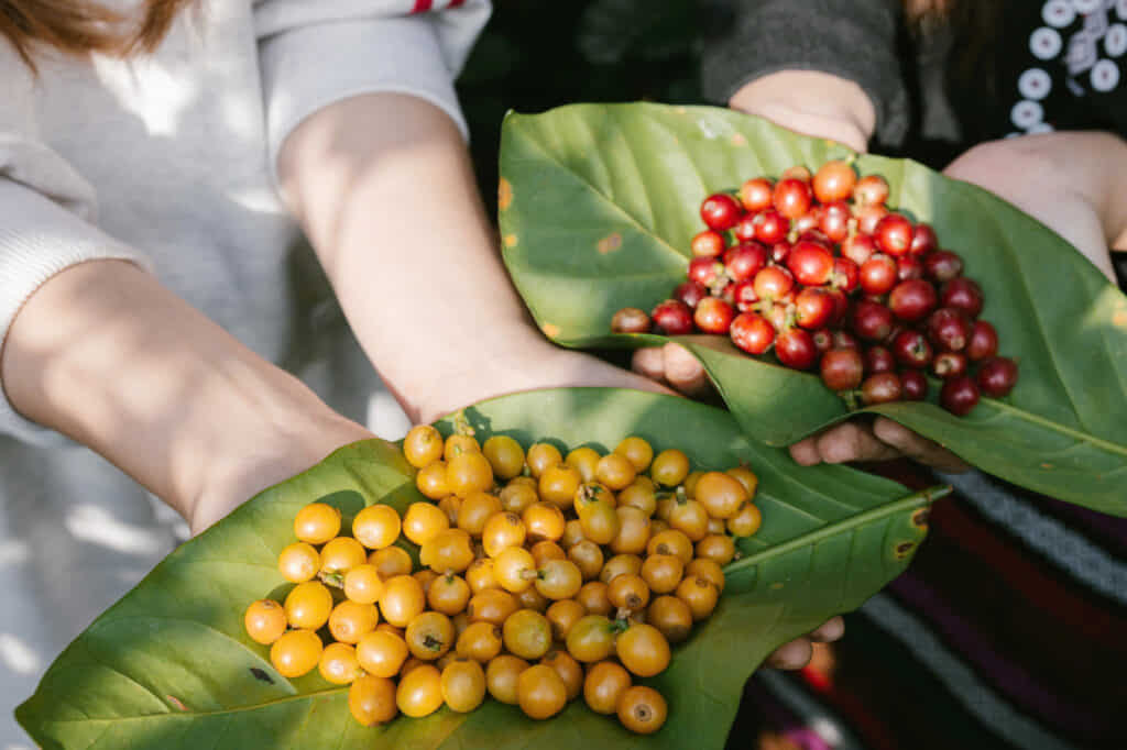 mo kham coffee 2